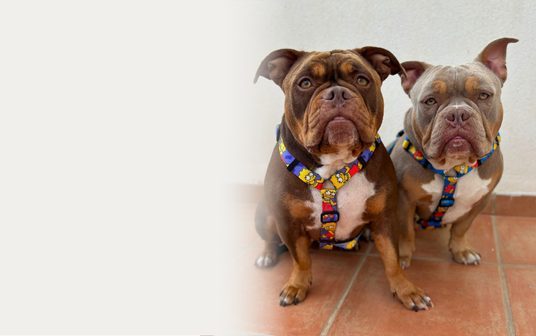 coleccion_los_simpsons