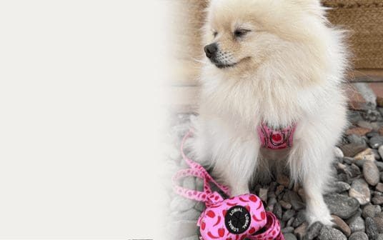 colección chili pepper